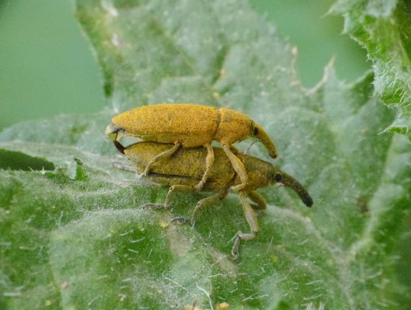 Accoppiamento Lixus (pulverulentus?)